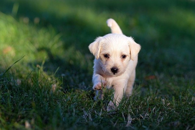 Veterinarios en Atalaya
